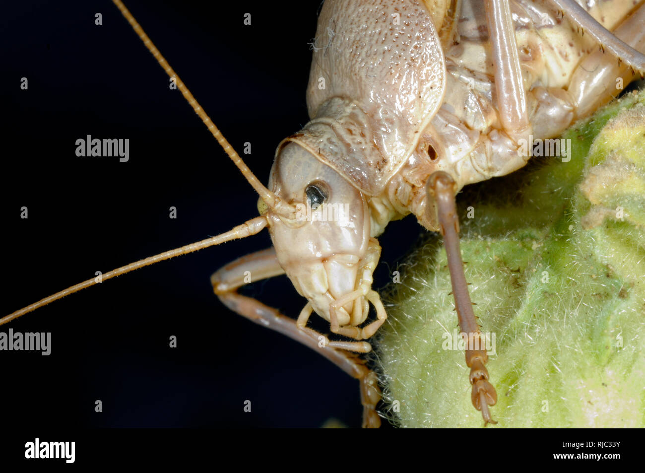 Saddle-Back ou Saddleback Ephippiger ephippiger Cricket Bush avec l'Œil gauche endommagé ou oeil noir Banque D'Images