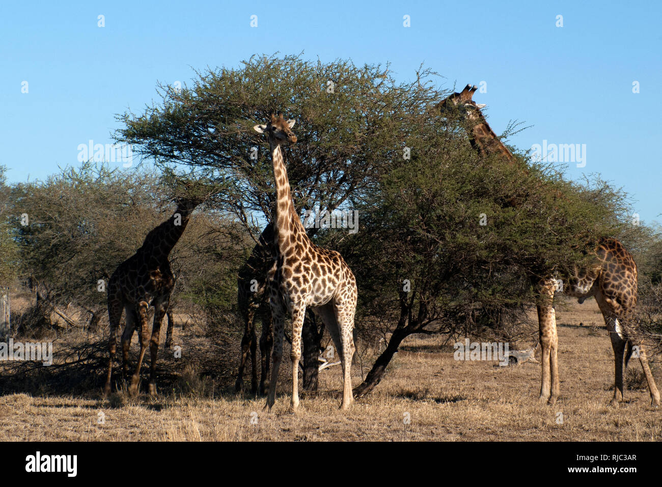 Les Girafes Comité permanent par un arbre de manger, Kruger National Park, Afrique du Sud Banque D'Images