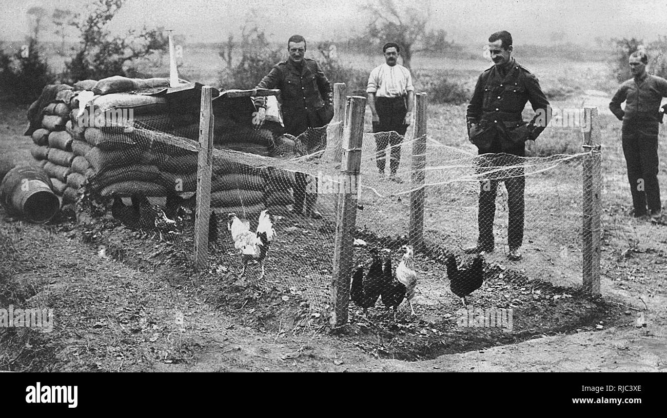 Des soldats britanniques avec un coop de poule à Gallipoli, 1916 Banque D'Images