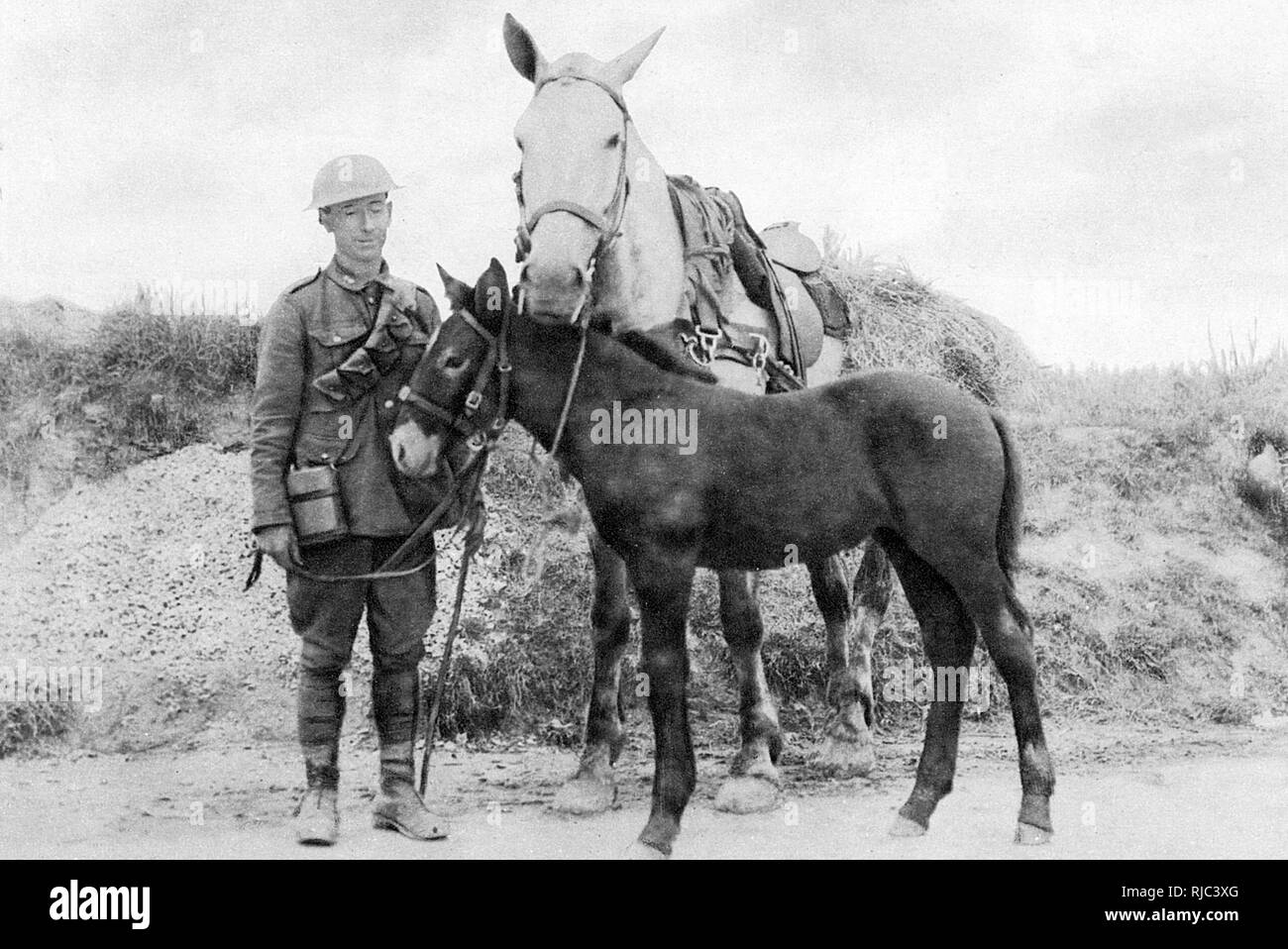 La maternité : Vimy et à sa mère. Le poulain est né à la crête de Vimy en France durant la Première Guerre mondiale, d'où il tire son nom. Banque D'Images