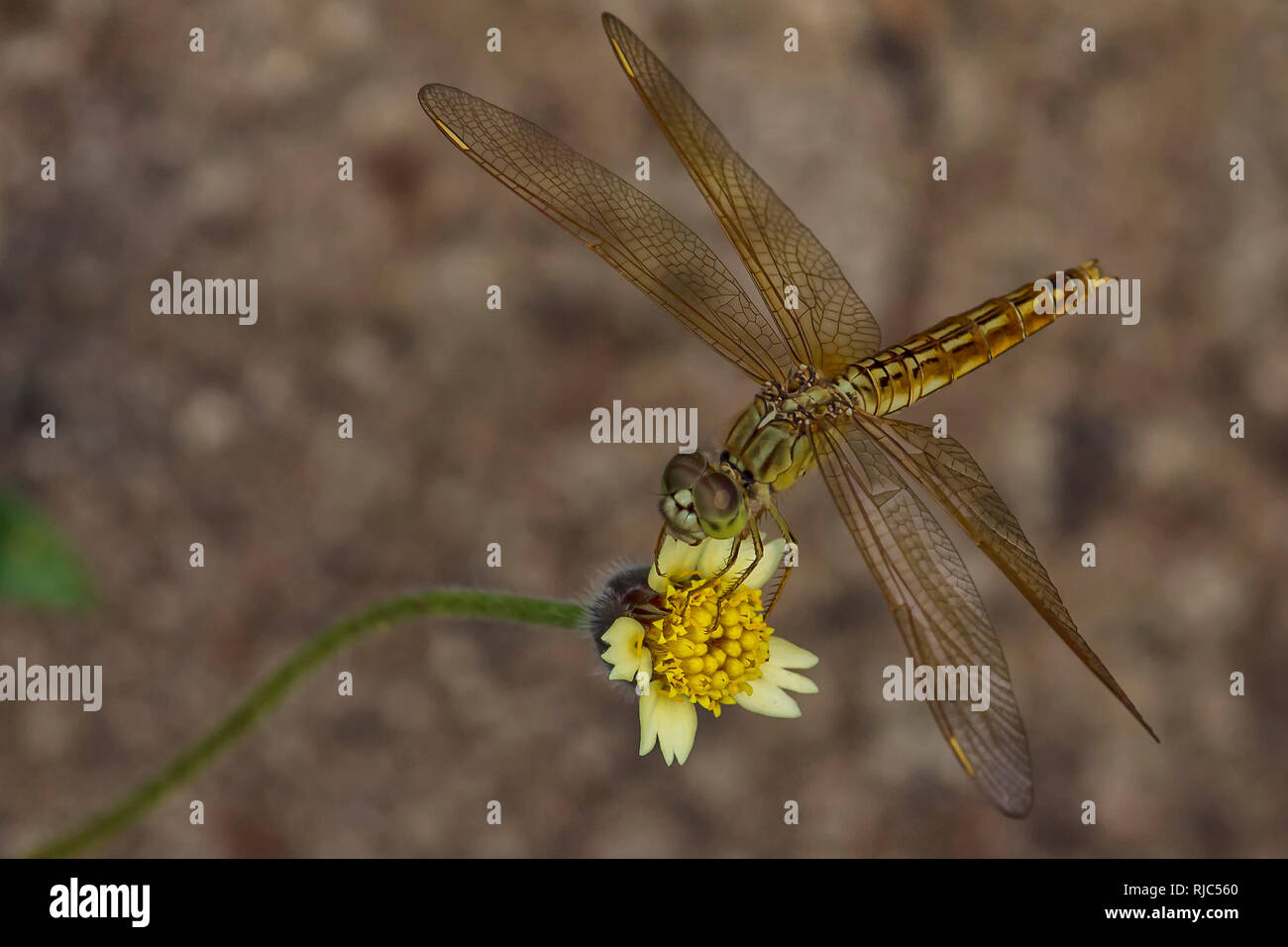 Libellule sur une fleur, l'Indonésie Banque D'Images