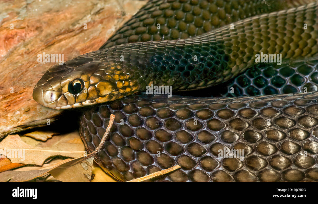 Close-up de l'est un serpent brun (Pseudonaja textilis), l'Australie Banque D'Images