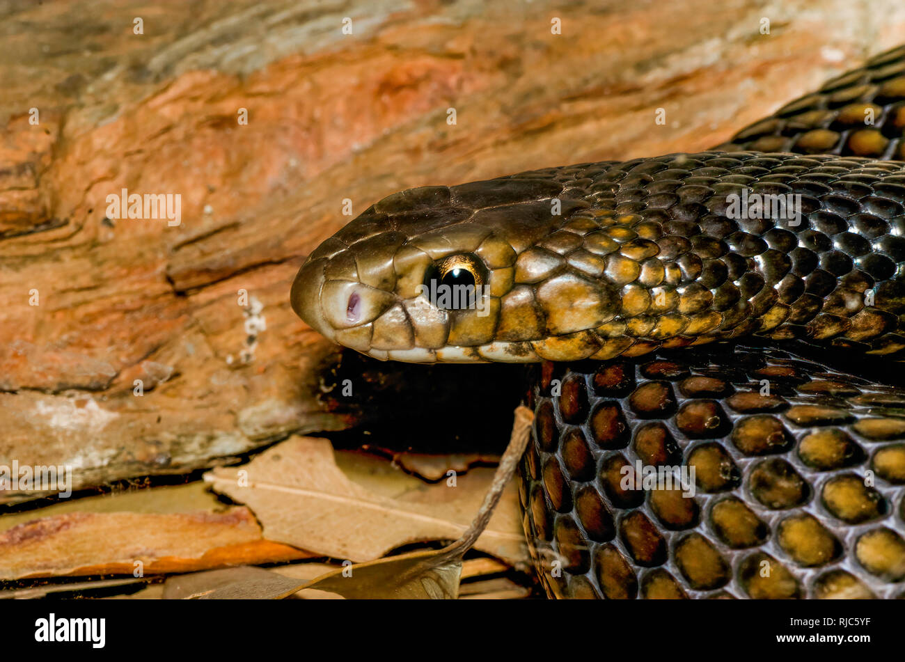 Close-up de l'est un serpent brun (Pseudonaja textilis), l'Australie Banque D'Images