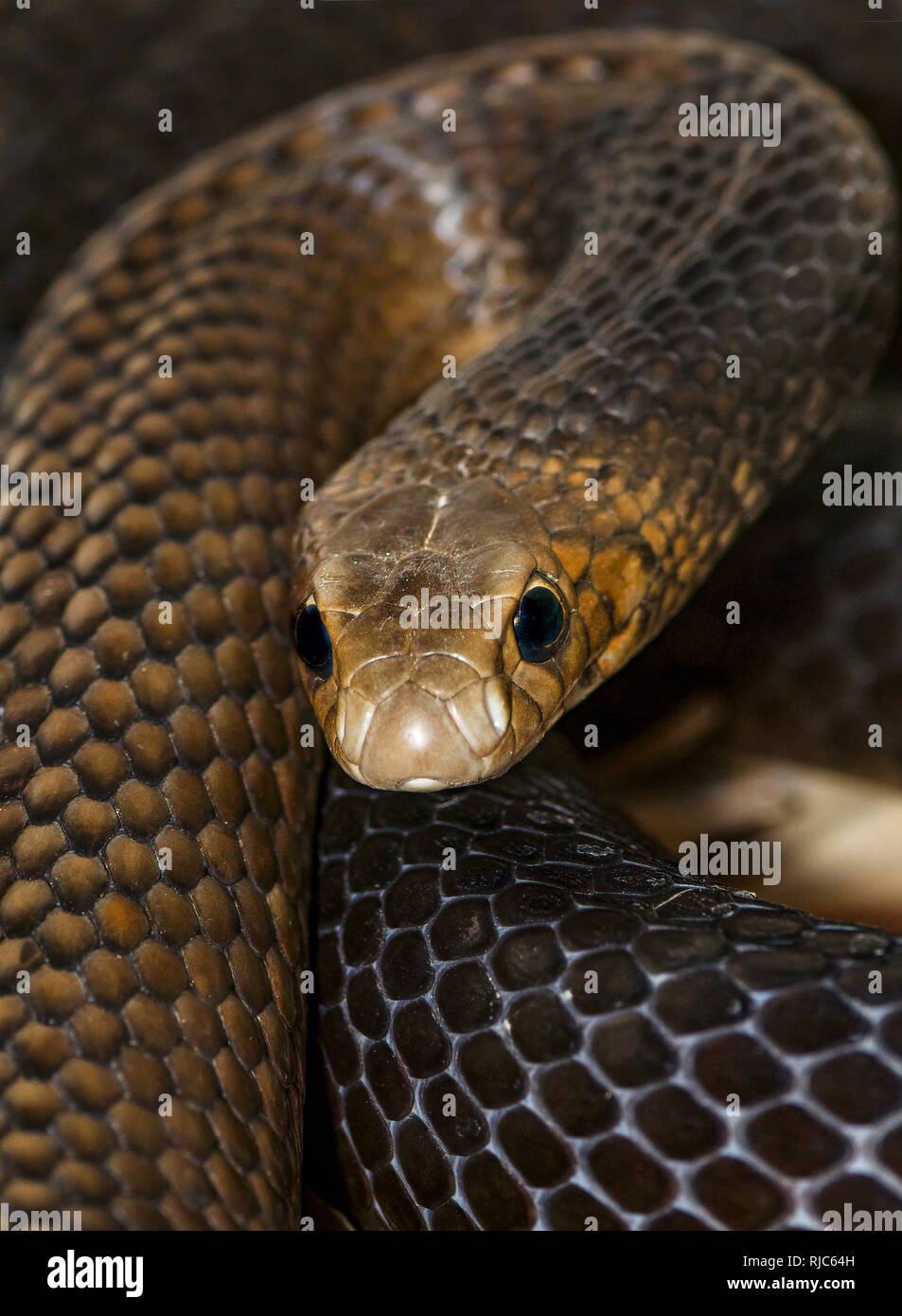 Close up de l'est un serpent brun (Pseudonaja textilis) Banque D'Images