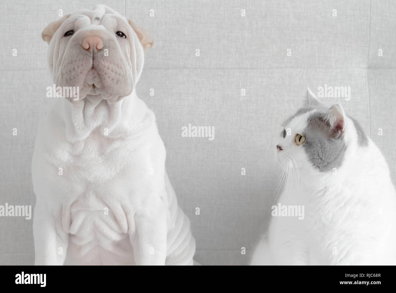 Chat pygashort britannique regardant un chiot de l'î.-P.-é Banque D'Images