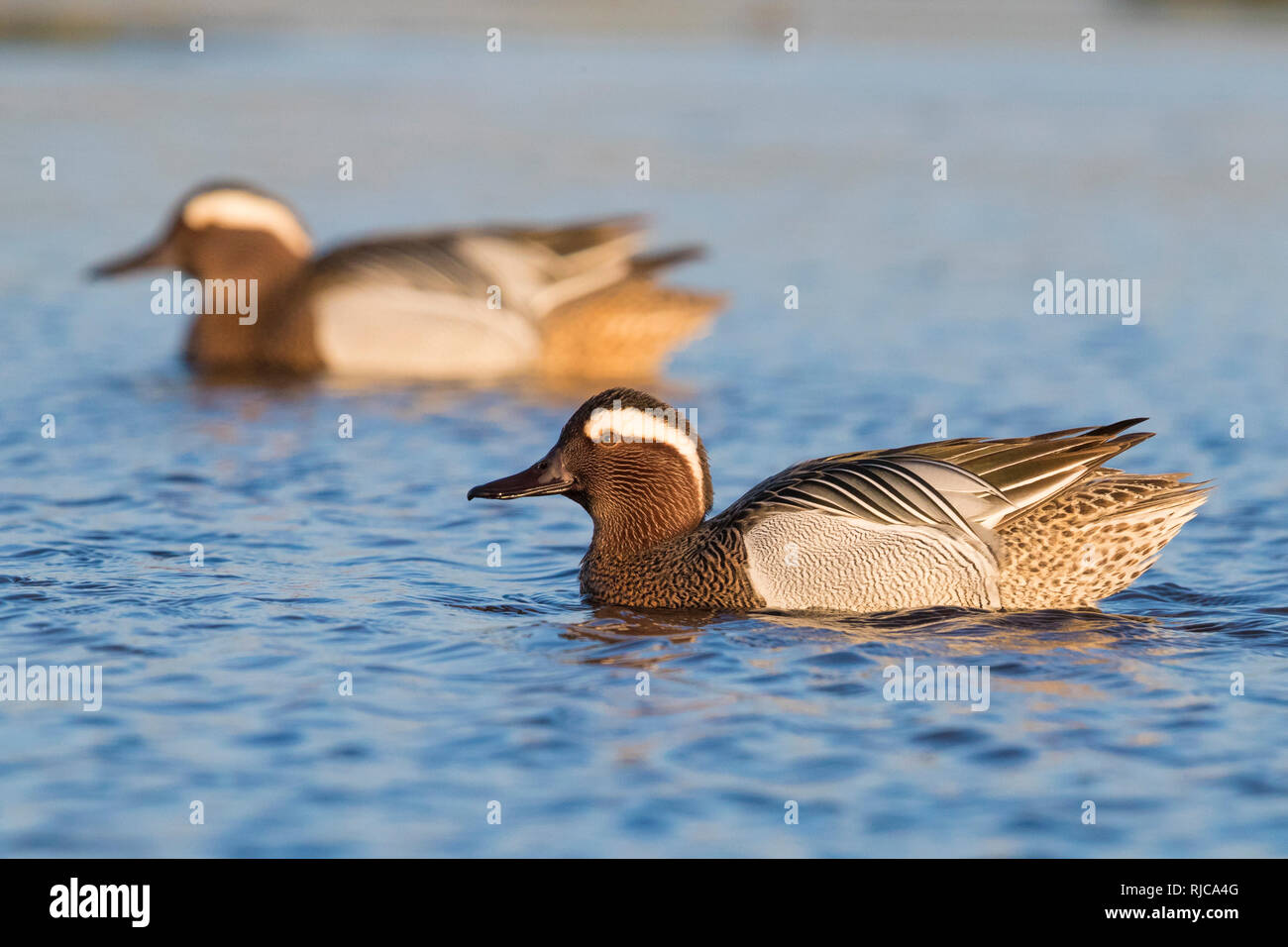 Sarcelle d'été (Anas querquedula), dans un bassin de natation drakes Banque D'Images