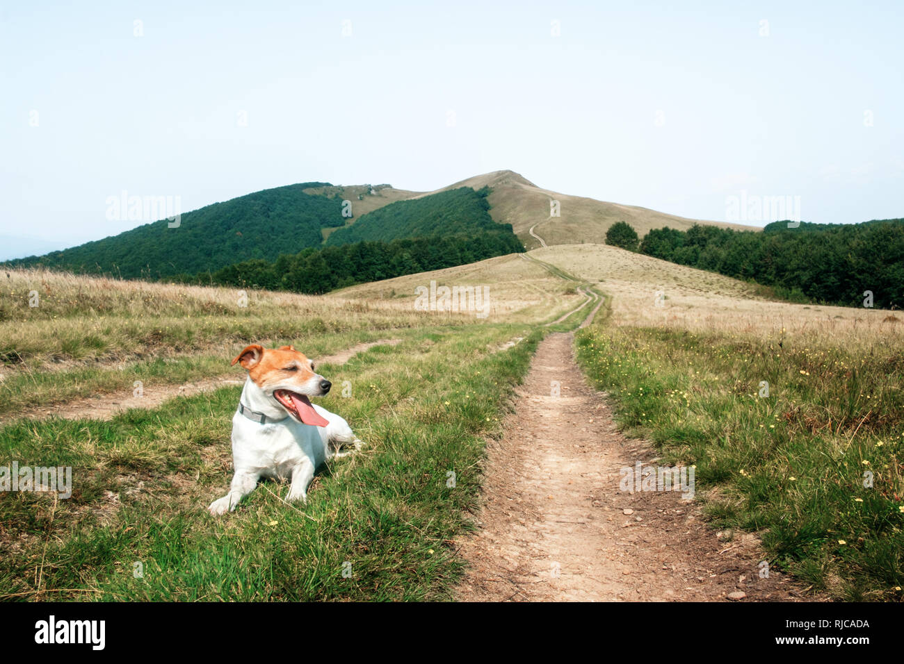 Seul chien blanc sur la route des montagnes dans le contexte d'un incroyable paysage de montagne. Concept de voyage Banque D'Images