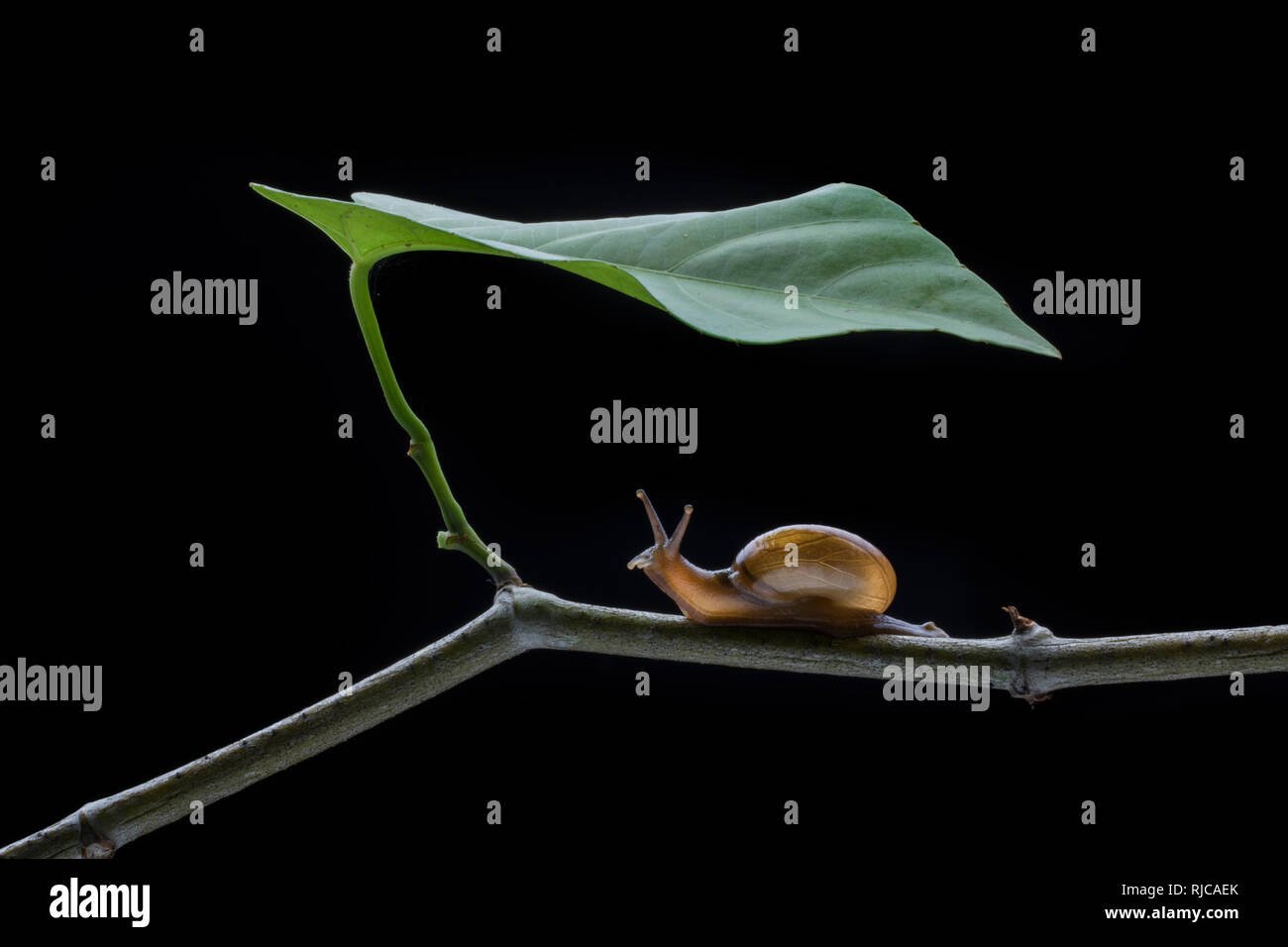 Close-up d'un escargot sur une branche, l'Indonésie Banque D'Images