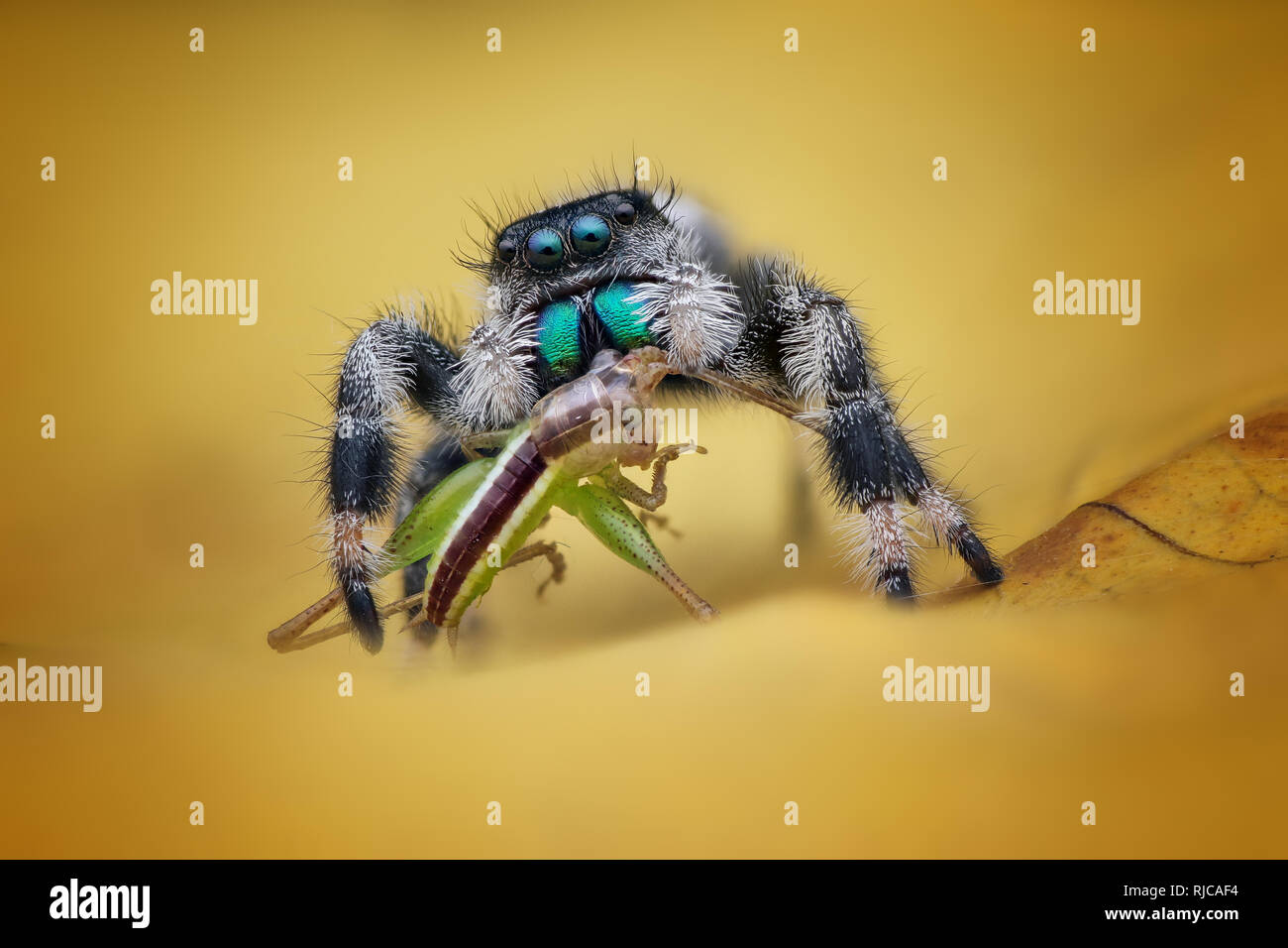 Close-up d'un manger un insecte, Indonésie Banque D'Images