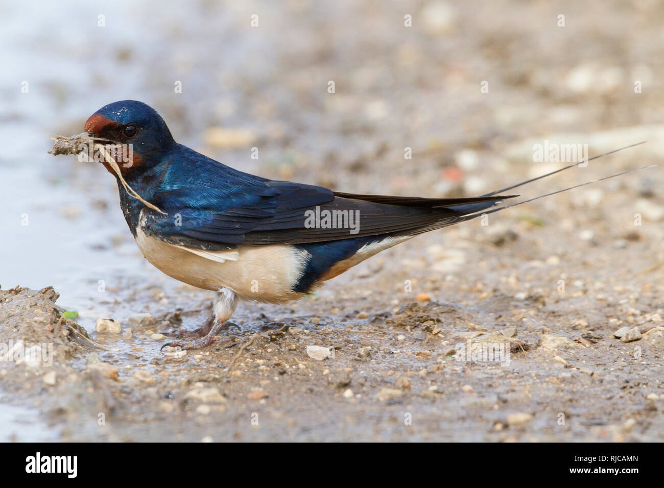 L'hirondelle rustique (Hirundo rustica), des profils de la boue pour nid, Conza della Campania, Campanie, Italie Banque D'Images