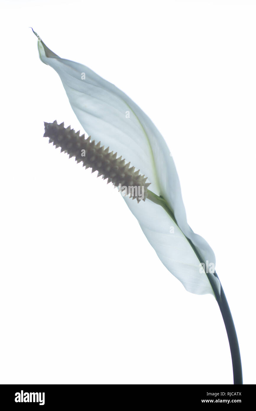 Lis de la paix Fleur, fleur blanche sur fond blanc Banque D'Images Lis de la paix Fleur, fleur blanche sur fond blanc Banque D'Images
