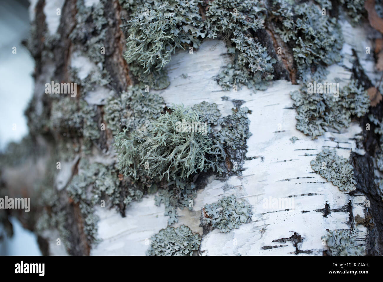 Close-up de tronc de bouleau Banque D'Images