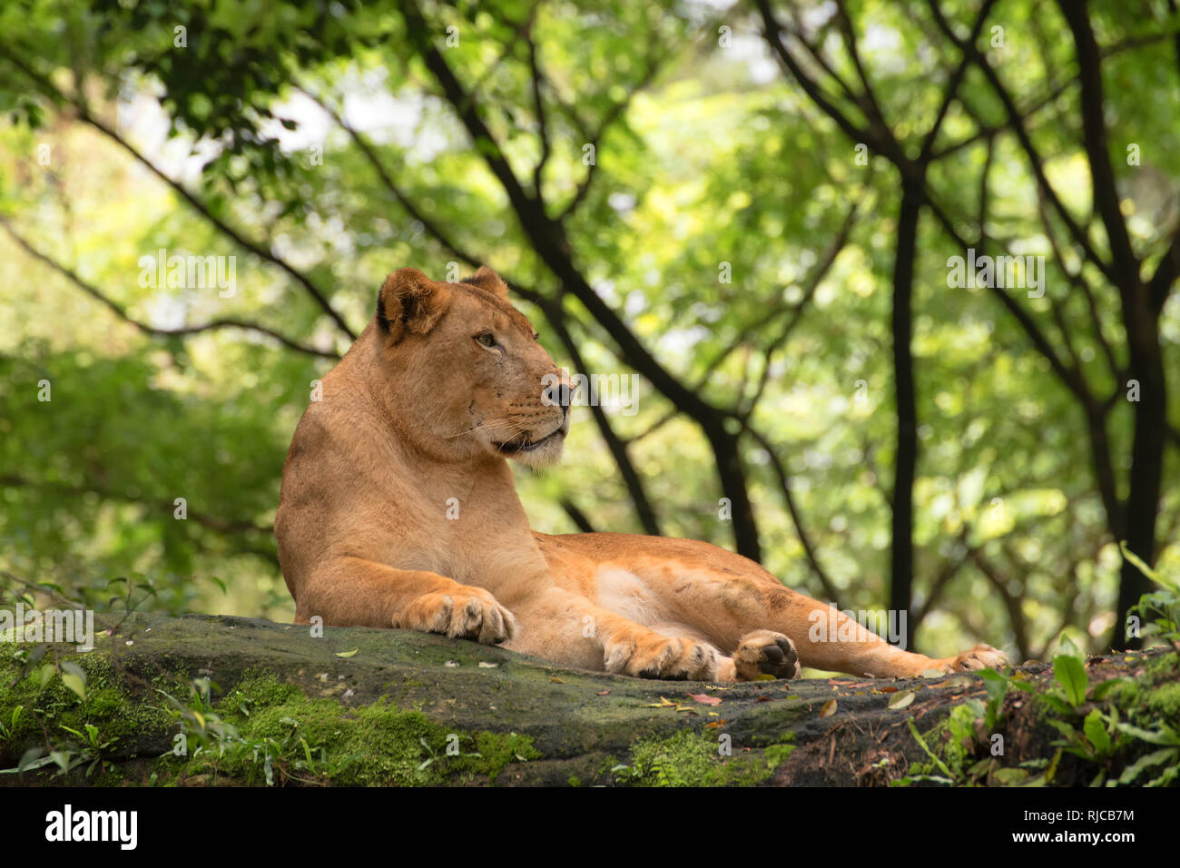 Lionne couchée sous un arbre, Kruger National Park, Afrique du Sud Banque D'Images