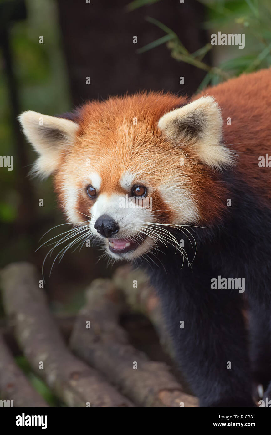 Close-up d'un panda rouge, Chine Banque D'Images