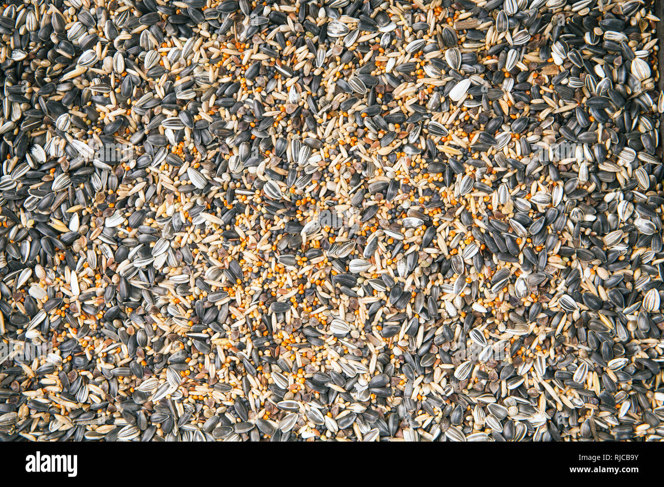 Aliments pour oiseaux, graines dispersées. Grains de céréales et de tournesol. Graines pour oiseaux et coeur blanc. Banque D'Images