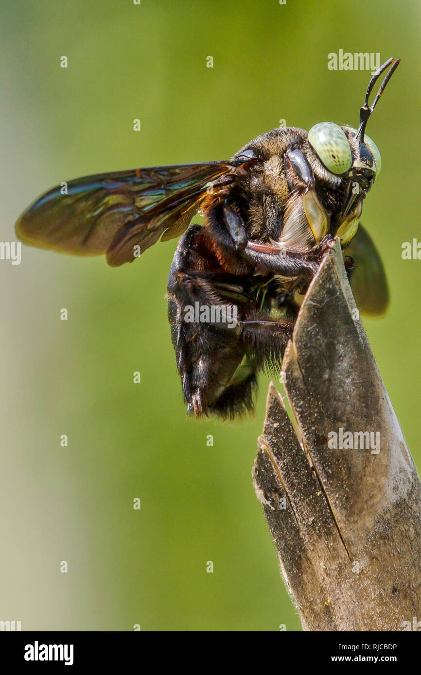 Close-up d'une abeille, Indonésie Banque D'Images