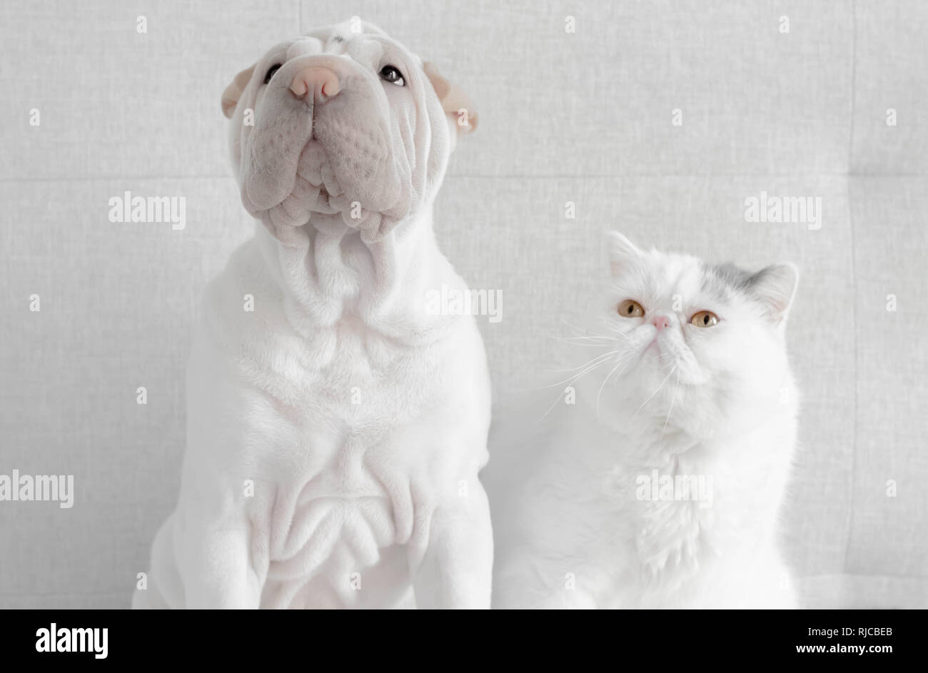 Chat pygashort britannique regardant un chiot de l'î.-P.-é Banque D'Images