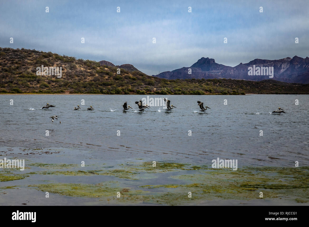 Troupeau de pélicans atterrissage sur un réservoir à Sonora au Mexique Banque D'Images