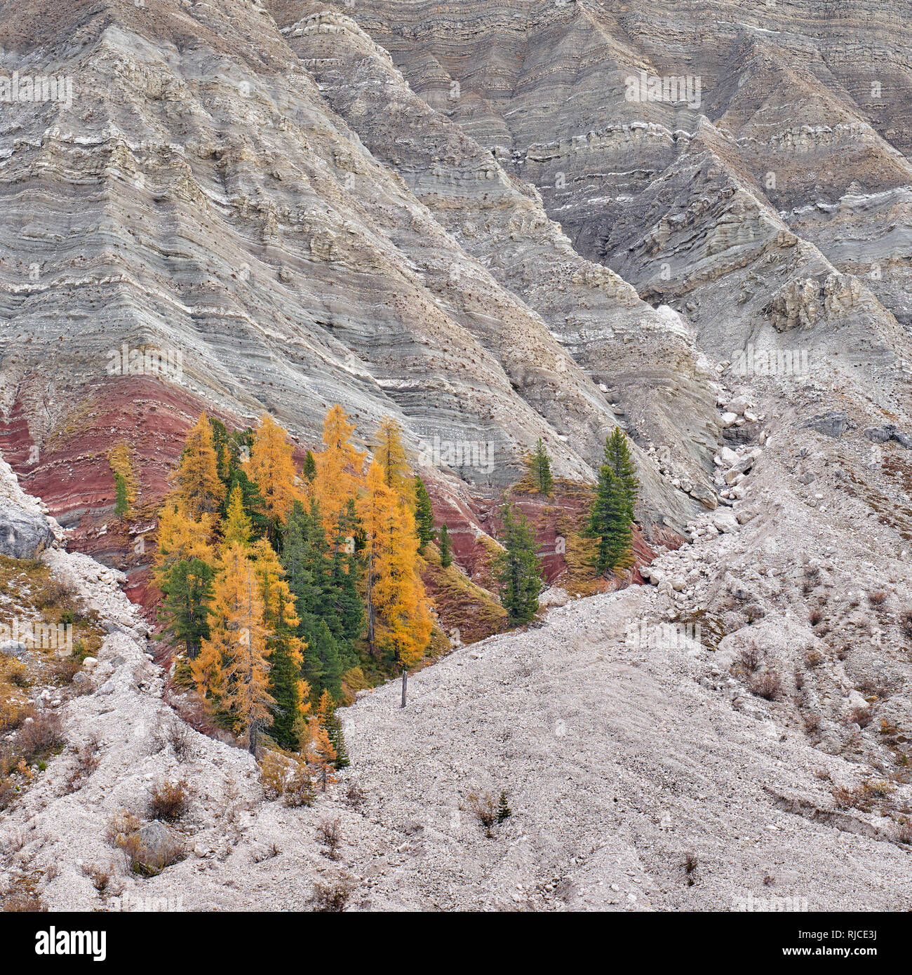 Un groupe d'arbres en automne mélèze principalement les couleurs sur la face nord de l'Odle, Groupe, Dolomites Tyrol du Sud, Italie Banque D'Images