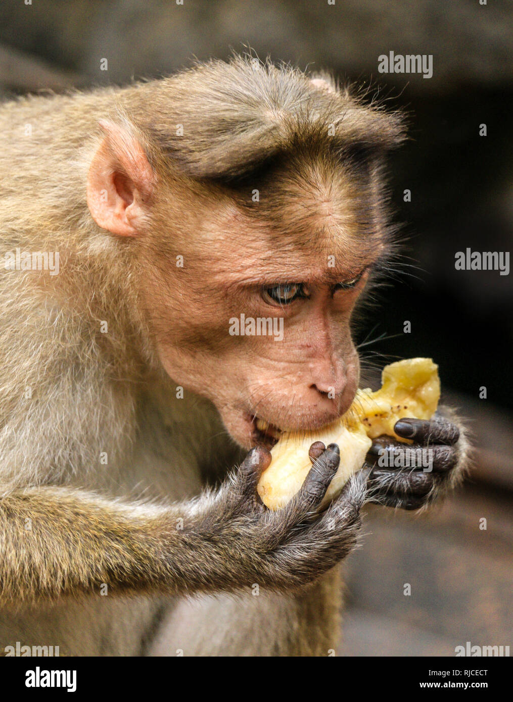 Bonnet singe macaque, Macaca radiata, manger une banane Goa, Inde Banque D'Images