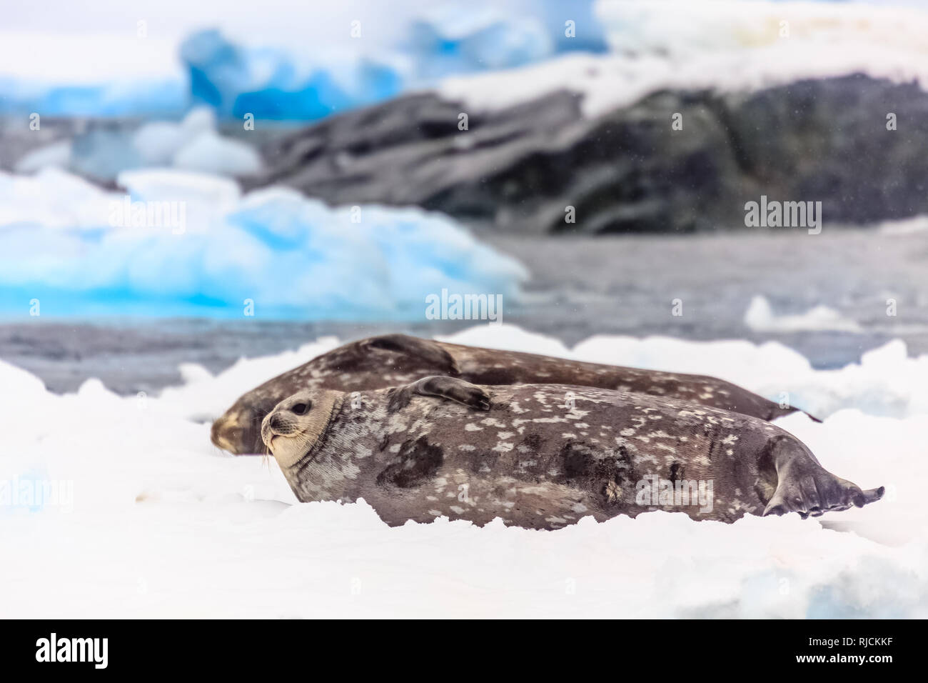 Les phoques de Weddell couple dans la neige, près de Port Lockroy, Île Wiencke, péninsule antarctique Banque D'Images