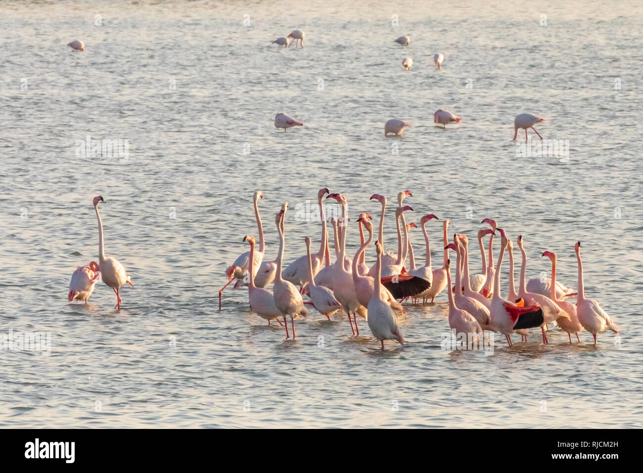 Les flamants roses s'étendant leur long cou au milieu de la lac salé de Larnaca, Chypre Banque D'Images