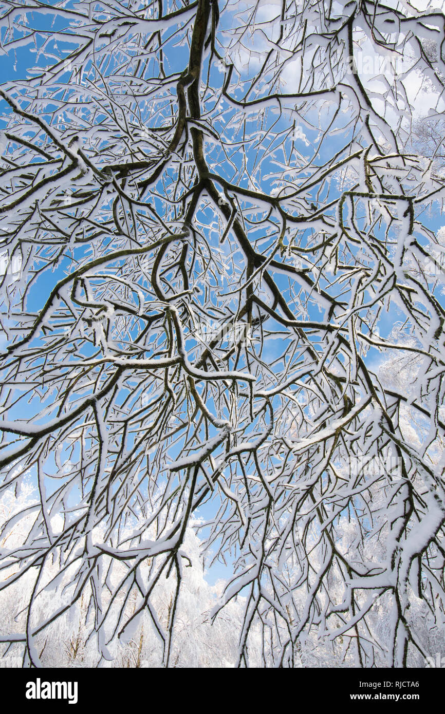 Ludshott couverture de neige lourde, commune d'arbres, branches pendantes, ciel bleu, Janvier, Surrey, UK. Banque D'Images