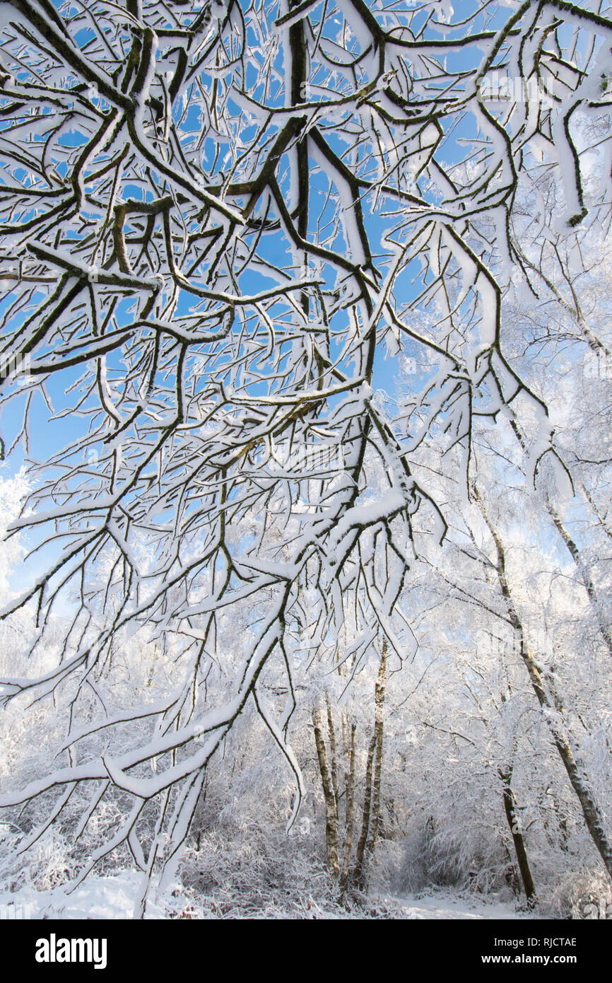 Ludshott couverture de neige lourde, commune d'arbres, branches pendantes, ciel bleu, Janvier, Surrey, UK. Banque D'Images