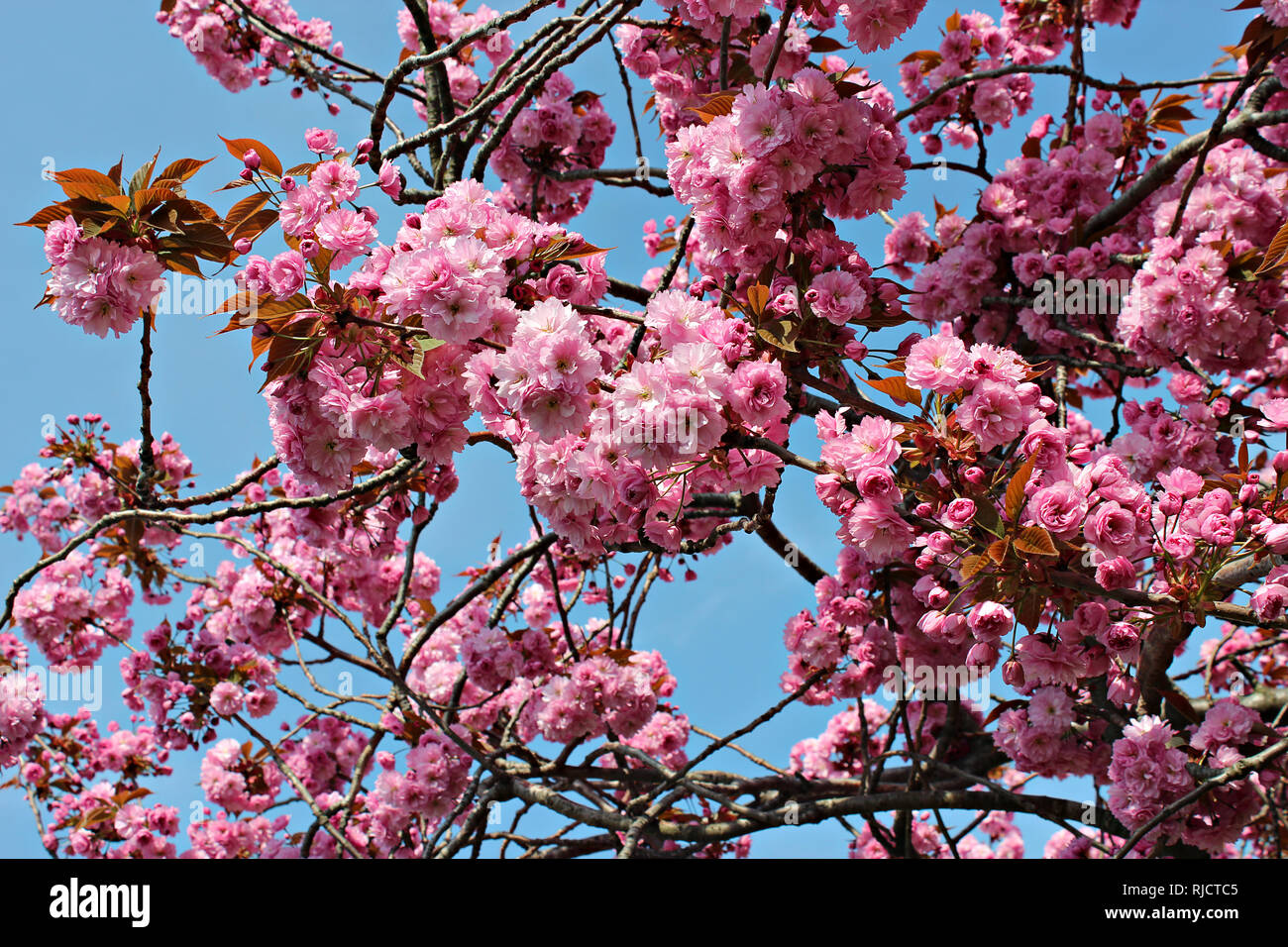 Arbre en fleur rose à Brighton, Royaume-Uni Banque D'Images