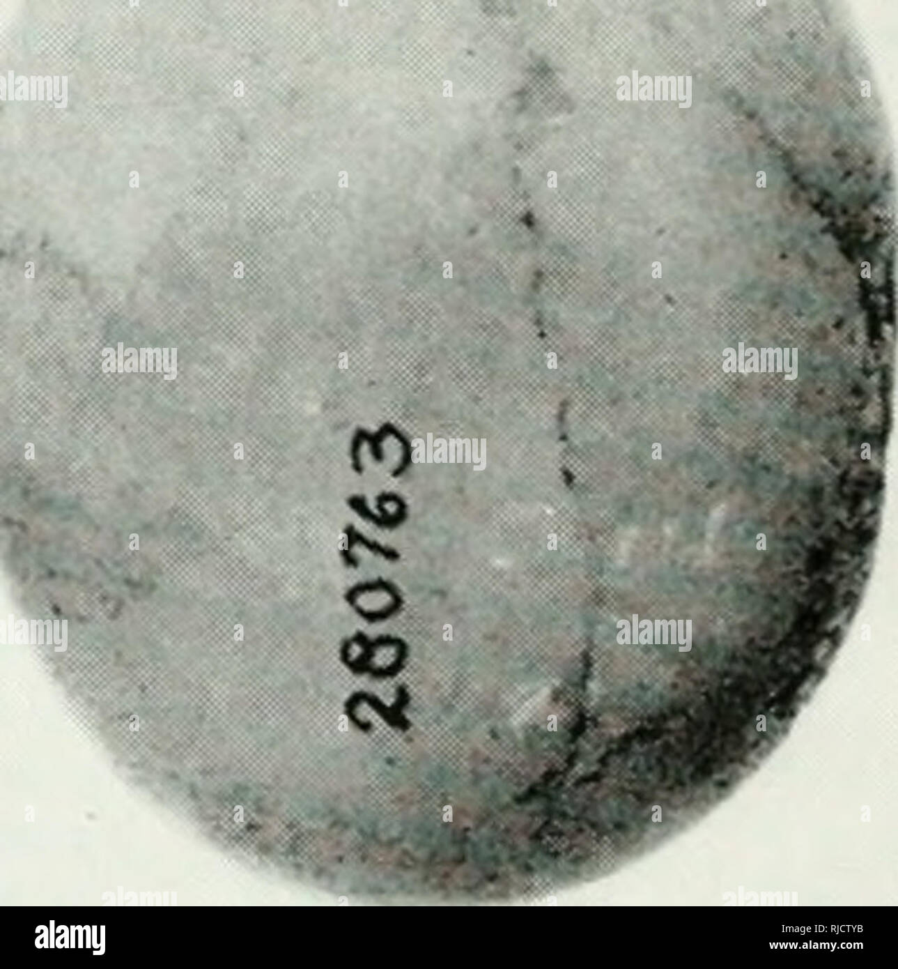 . Chapitres de la préhistoire de l'Est de l'Arizona. . Fig. 57. Les vérins de la médecine et de polissage de pierres pot Hooper Ranch Pueblo, Rim 'alley Pueblo, et Goesling Site. Longueur du spécimen inférieur droit, 4,1 cm. Outils UTILISÉS DANS LA CONSTRUCTION DES MAISONS Le peu d'outils qui descriUed Ijeen au-dessous de l'AOH, traditionnellement classés dans la catégorie concernée avec des capacités. Cette cession a été fait {irimarily sur la base d'informations ethnographiques. La pro'enience du.se outils dans un contexte archéologique a remarkaijly peu de preuves quant à leur usage.. Veuillez noter que ces images sont e Banque D'Images