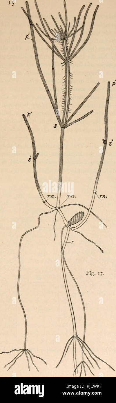 . Les Characeae d'Amérique. Berlin, 1862," nous sommes redevables. La cellule apicale (cellule végétative) de la nouvelle pousse rejette de sa base d'une série de cellules par division horizontale répétées. L'api- cal cellule elle-même demeure- plano convexe, et lorsque son énergie est épuisé, persiste comme une cellule terminale de la même forme. Chaque cellule qui est jetée au large de la base de la cellule apicale divise immédiatement, par fissation horizontale, en deux cellules inégales, plus shal- et bi-convexe, la partie supérieure plus profondément et bi-concaves. La partie inférieure de cette paire s'allonge sans plus loin et devient une division Banque D'Images