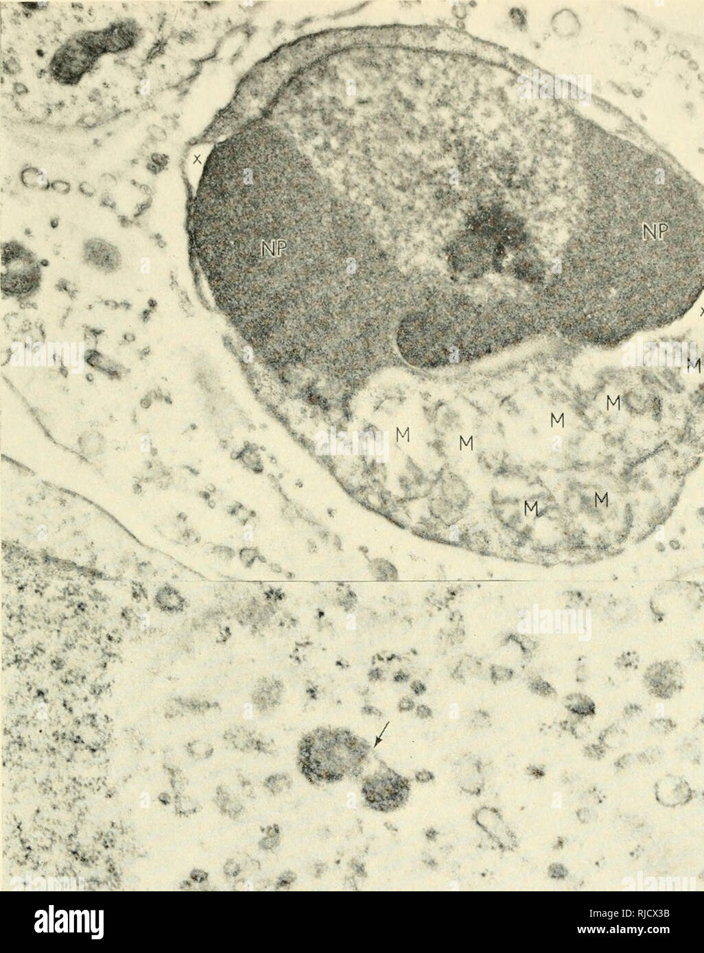 Base Cellulaire Et L Etiologie De La Fin De L Effets Somatiques D Ionisation Rayonnement Rayonnement Effet Physiologique A A 7i A Ib B 1i S Tia J V L A M Fig 3 La