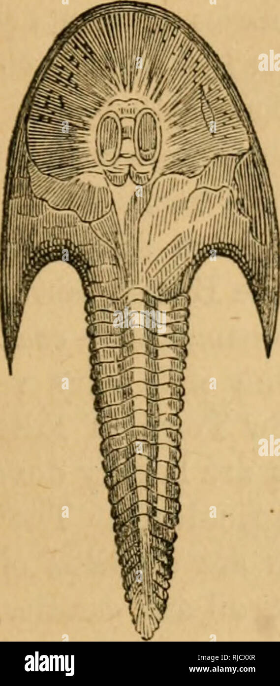 . La chambre : lecteur scientifique illustré de gravures sur bois. Les lecteurs. Système Dévonien. 159 obtenus, dont une immense sorte de crabe, parfois six pieds de long, avec de terribles-à griffes dentées, appelé le Pterygotus1 ou oreille-aile. Eeptiles sont également trouvés, deux très gros lézards étant les plus fréquents. Mais de loin les plus nombreux spécimens de vie ancienne sont de gigantesques poissons. Ces créatures sont tous couverts d'écailles osseuses dures, brunies avec l'émail des dents, féroce, avec ailettes et armés de longues épines aiguisées, avec lesquels ils se défendaient ou attaquer leurs ennemis.. Veuillez n Banque D'Images