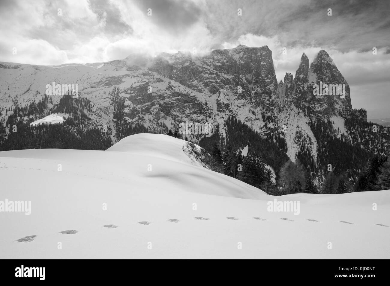 Saison d'hiver. Plateau de montagne Alpe di Siusi. Sciliar pics. Lièvre d'empreintes de pas sur la neige. Le Gardena Dolomites en saison d'hiver. Alpes italiennes. L'Europe. Banque D'Images