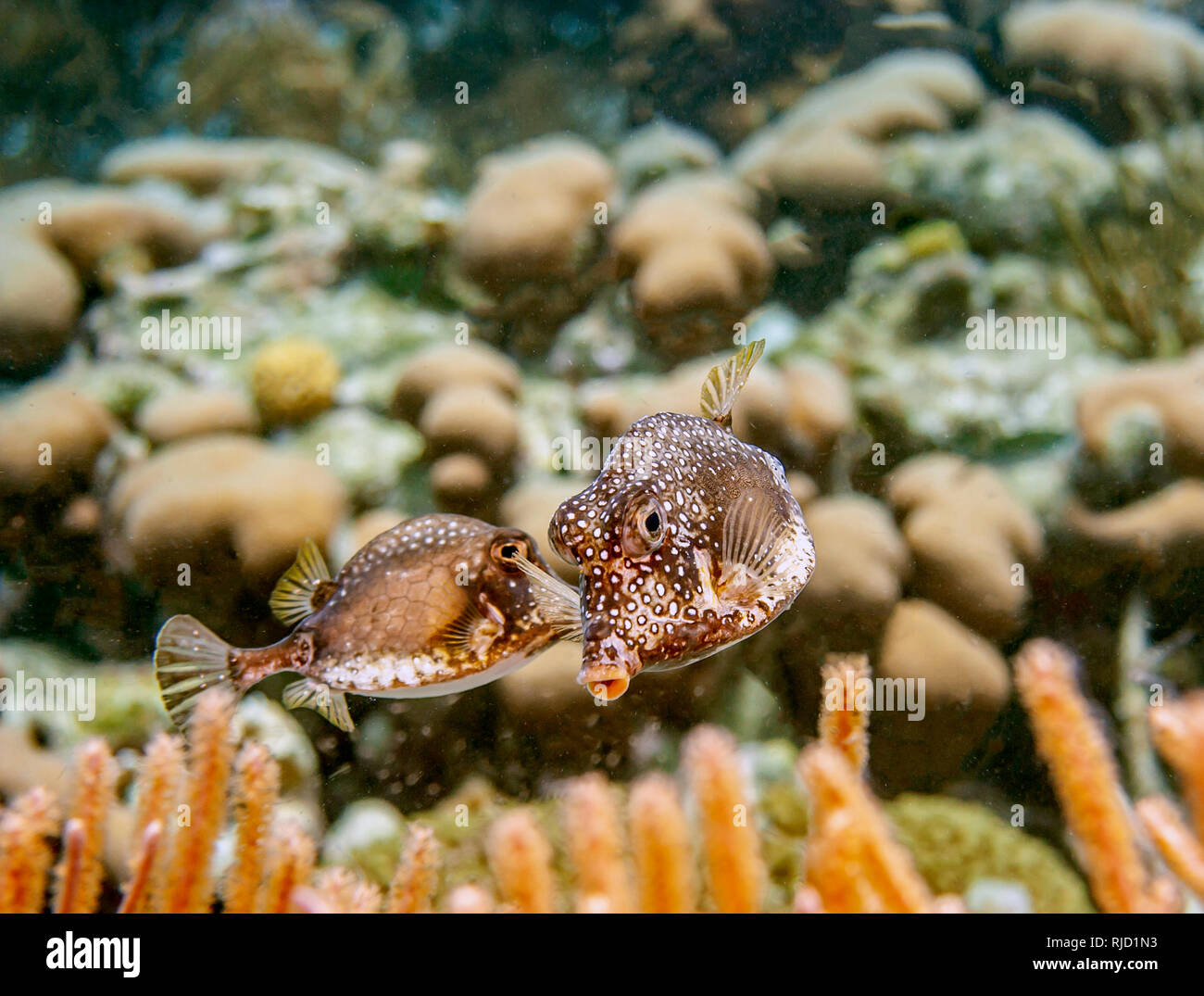 Lactophrys bicaudalis,trunkfish tacheté est un membre de la famille Ostraciidae. Banque D'Images