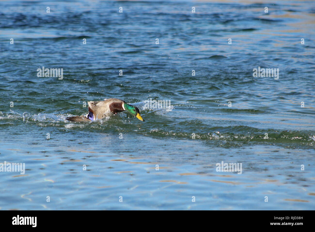 Mallard de décoller sur la rivière Colorado, l'Arizona Bullhead City Banque D'Images