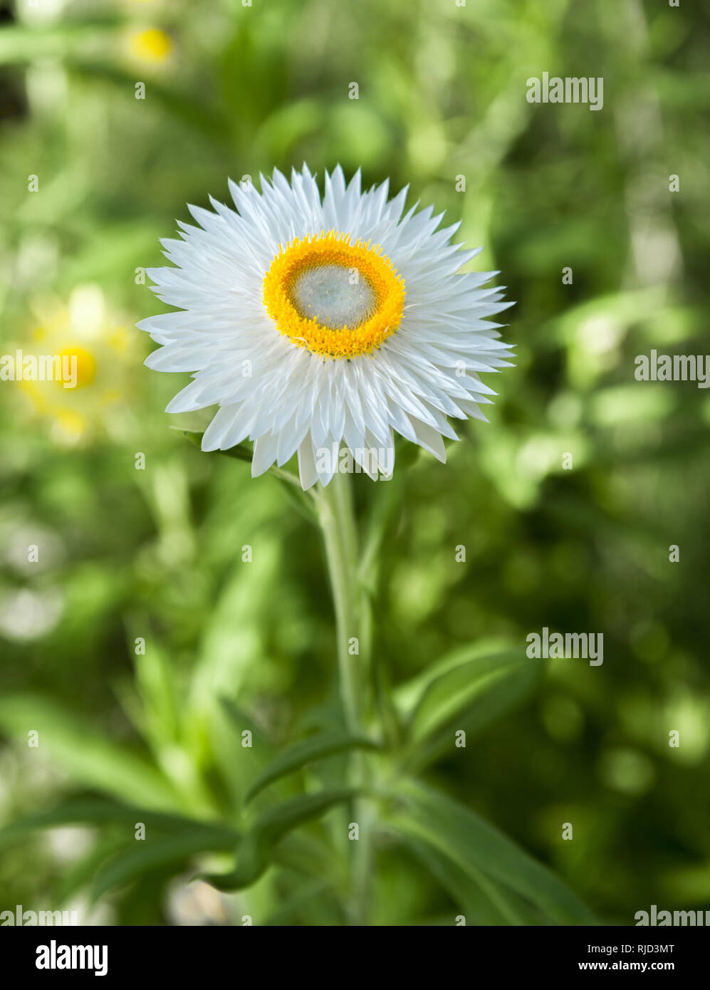 Fleur blanche au milieu jaune Banque de photographies et d'images à haute  résolution - Alamy
