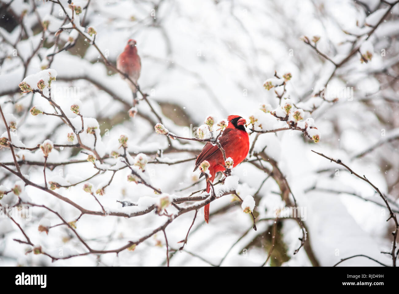 Lun Rouge Cardinal Rouge Cardinalis Oiseau Perché Sur