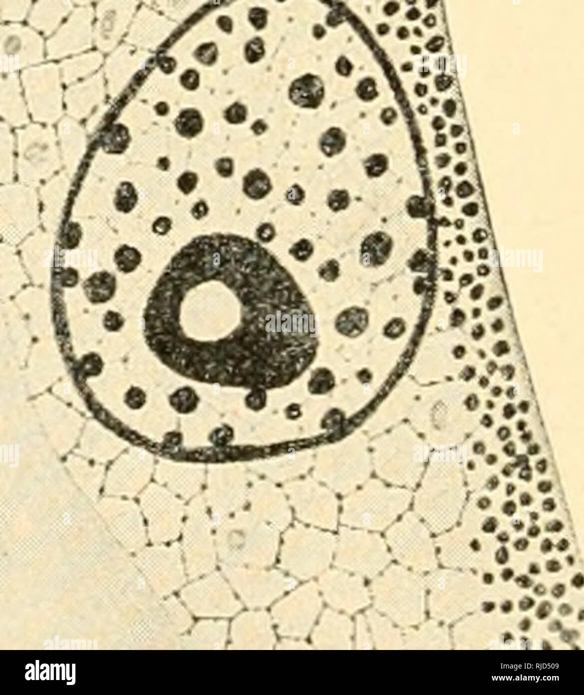 La Cellule Dans Le Developpement Et L Heritage Les Cellules Ijpfr Ry A A A A A Lt A Z Fig 14 A L Article