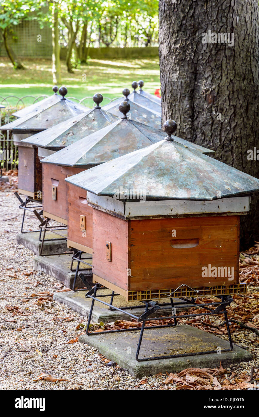 Les ruches en bois de forme hexagonale sur le toit de zinc au pied d'un marronnier d'arbre dans le jardin du Luxembourg à Paris, France, sur un matin ensoleillé. Banque D'Images
