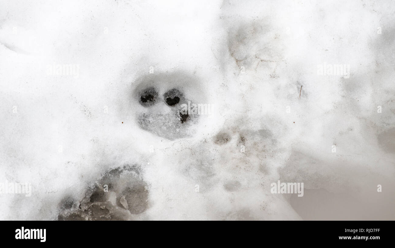 Des traces de tigre sur le blanc de la neige en hiver Banque D'Images