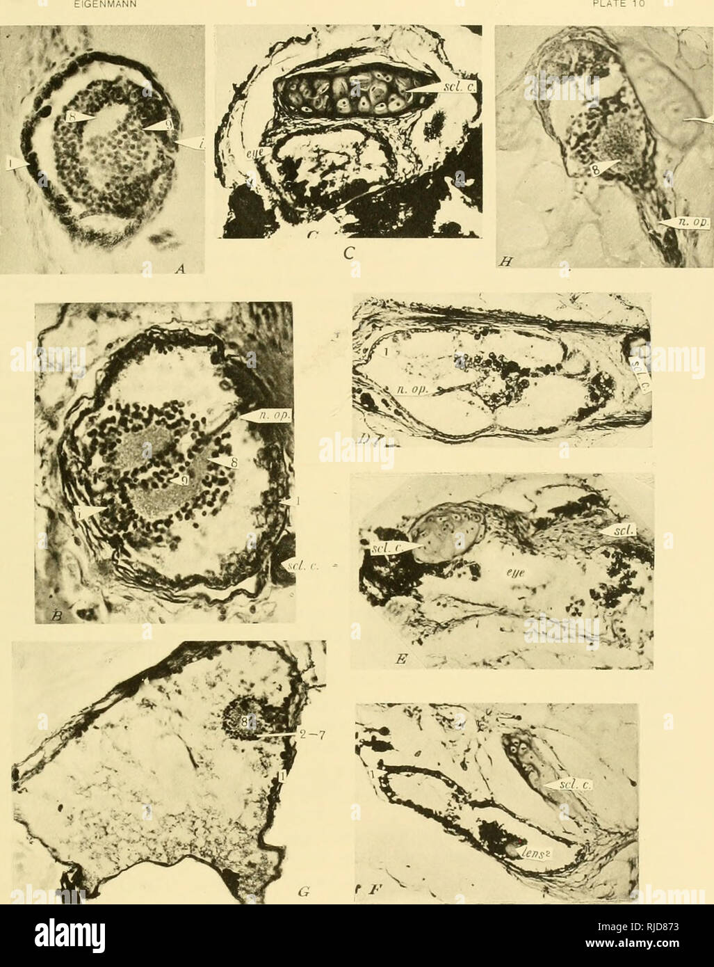 . Vertébrés grotte d'Amérique ; une étude de l'évolution dégénérative. Grotte des animaux ; Heteropygii. EIGENMANN. id. c A à G, les photos des yeux de Ambfyopsis ; H, œil d'Troglichthys. A. section horizontale de l'oeil droit de poissons 9.5 mm. de long. B. face dorsale de section horizontale de l'œil gauche de poissons 25 mm. de long. Nerf optique réalisé avant et vers l'intérieur. C. Section de l'œil gauche de poissons 1 00 mm. de long. D. face antérieure de la section transversale de l'œil gauche de poissons 123 mm. de long. E. La section transversale de l'œil gauche de poissons 130 mm. de long. Pas de structures précises sont différents en plus de cartila scléral Banque D'Images