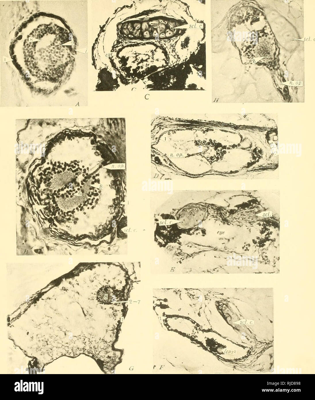 . Vertébrés grotte d'Amérique ; une étude de l'évolution dégénérative. Grotte des animaux ; l'évolution. EIGENMANN. A à G, les photos des yeux de Amblyopsis ; H, œil d'Troglichthys. A. section horizontale de l'oeil droit de poissons 9.5 mm. de long. B. face dorsale de section horizontale de l'œil gauche de poissons 23 mm. de long. Nerf optique réalisé avant et vers l'intérieur. C. Section de l'œil gauche de poissons 1 00 mm. de long. D. face antérieure de la section transversale de l'œil gauche de poissons 123 mm. de long. E. La section transversale de l'œil gauche de poissons 130 mm. de long. Pas de structures précises sont différents en plus de cartilage de la sclère. F. T Banque D'Images