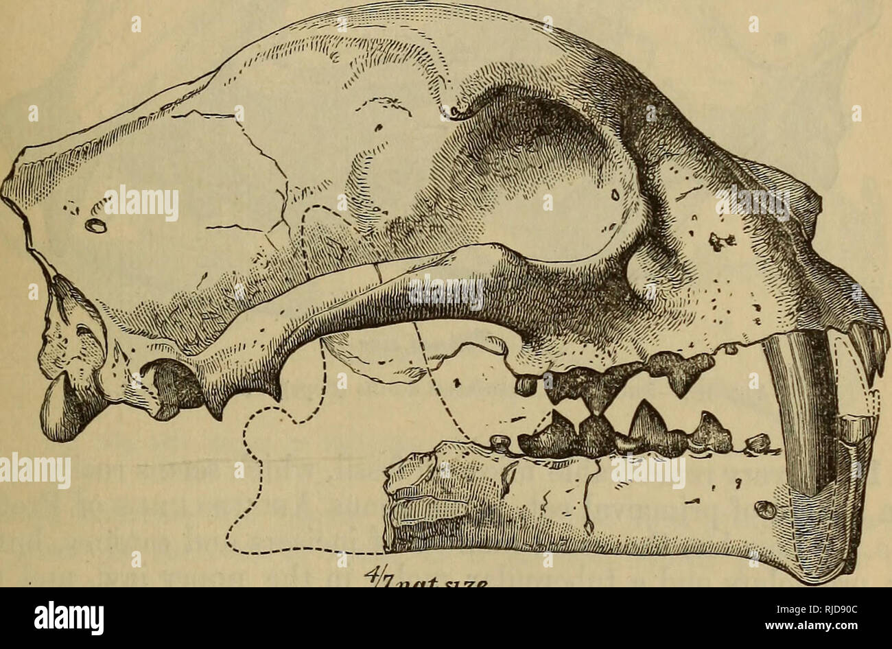 Le Chat Une Introduction A L Etude Des Animaux A Colonne Vertebrale En Particulier Les Mammiferes Chats Anatomie Comparatif Chap Xii J Differentes Sortes De Chats 435 17 Une Autre