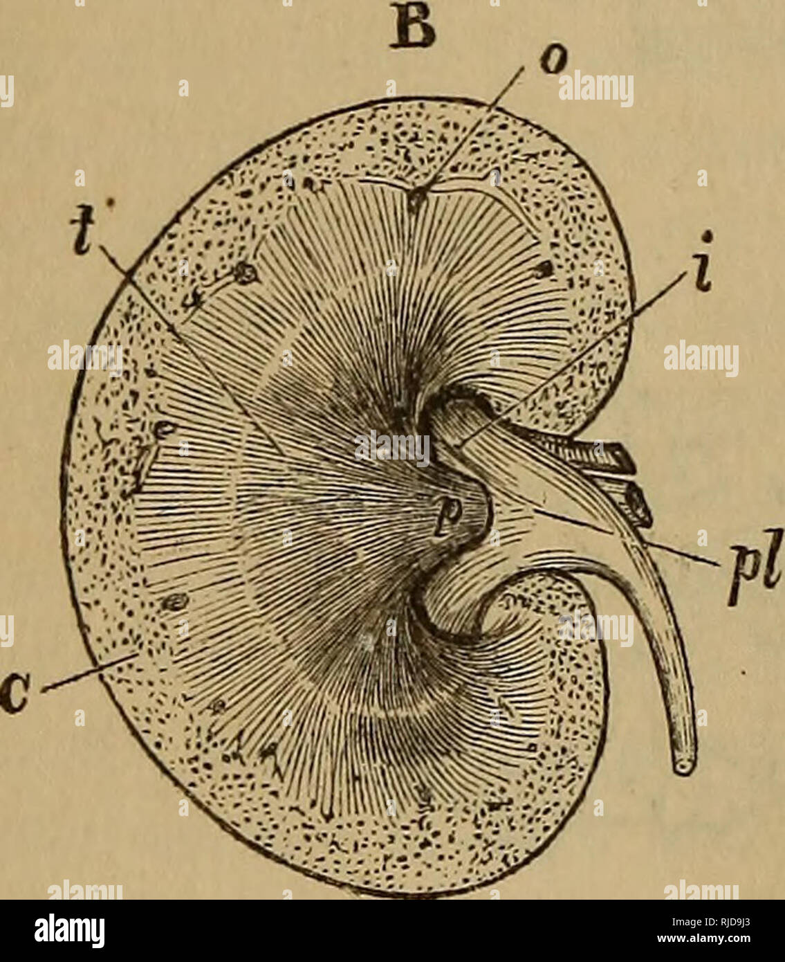 . Le chat : une introduction à l'étude des animaux à colonne vertébrale, en particulier les mammifères. Chats ; anatomie, comparatif. 232 LE CHAT. [CHAP. VIII. différents sont ceux que les sécrétions, par exemple, des glandes sudoripares, les glandes salivaires, membrane synoviale, et le foie. Le tube indivise d'un gland par lequel sa sécrétion est répandu est son conduit. La se- cretions, et donc leurs glandes peuvent, comme nous l'avons vu, il suffit de servir à faciliter le processus d'assimilation. Ils peuvent également aider la fonction de génération, ou, enfin, ils peuvent simplement servir d'ex- cretion, j'. e.y pour se débarrasser de déchets ou les excréments. Certa Banque D'Images