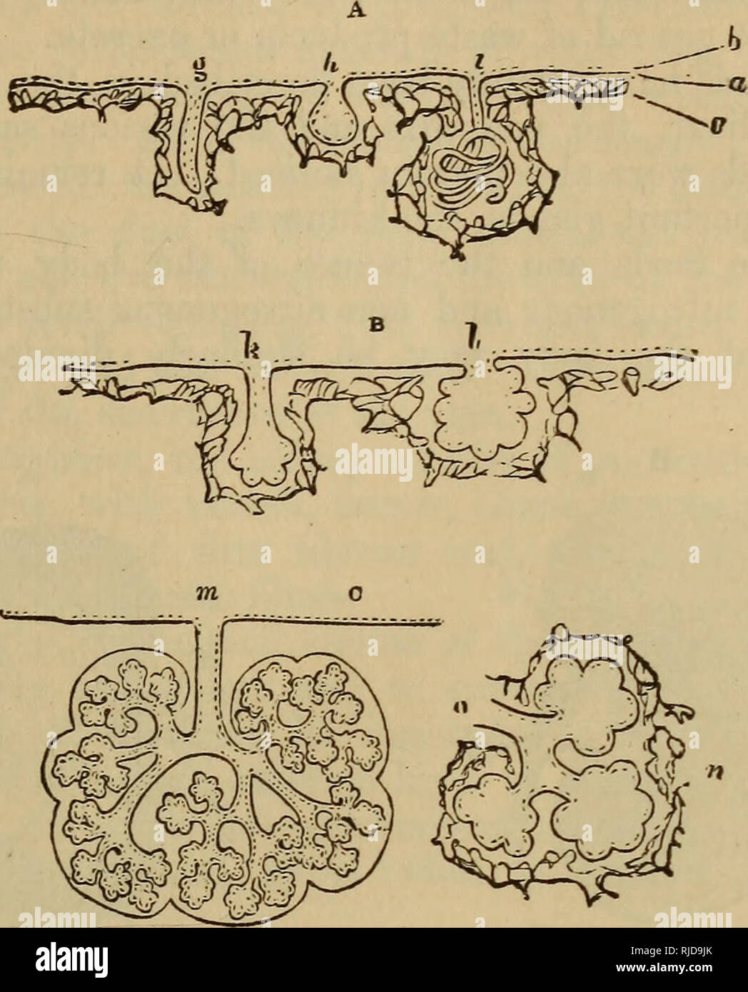 . Le chat : une introduction à l'étude des animaux à colonne vertébrale, en particulier les mammifères. Chats ; anatomie, comparatif. chap, viii.] ORGANES DE LA RESPIRATION ET LA SÉCRÉTION. 231 et les muqueuses, les glandes et complexes dans les glandes salivaires, le pancréas, et surtout, le foie. Les pliages ou subdivisions d'une glande sont manifestement mais un moyen pratique d'augmenter la sécrétion de surface à l'intérieur d'un petit espace. Étant donné que toutes les sécrétions. Veuillez noter que ces images sont extraites de la page numérisée des images qui peuvent avoir été retouchées numériquement pour plus de lisibilité - coloration et l'apparition de ces illustrations Banque D'Images