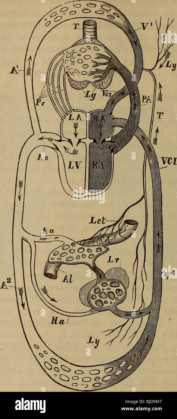 . Le chat : une introduction à l'étude des animaux à colonne vertébrale, en particulier les mammifères. Chats ; anatomie, comparatif. Le CHAT. [Chap. vrr. L'ensemble de la paroi interne du cœur est bordée d'une couche de l'endothélium, qui investit immédiatement un réseau de fibres élastiques.. Fig. 103.-Diagramme du cours de la circulation, vu dorsalement. Aa. Artères à tube alimentaire. Artères AK de parties de corps antérieur et de l'avant- membres. A2. Artères à entraver certaines parties du corps et les pattes arrière- membres. Al. Tube alimentaire. Ao. Aorte. Ha. Artère hépatique. Hv. Veine hépatique. Let. Lacteals. Lg. Les poumons. LA. Oreillette gauche. Lr. Le foie. LV. Le Banque D'Images