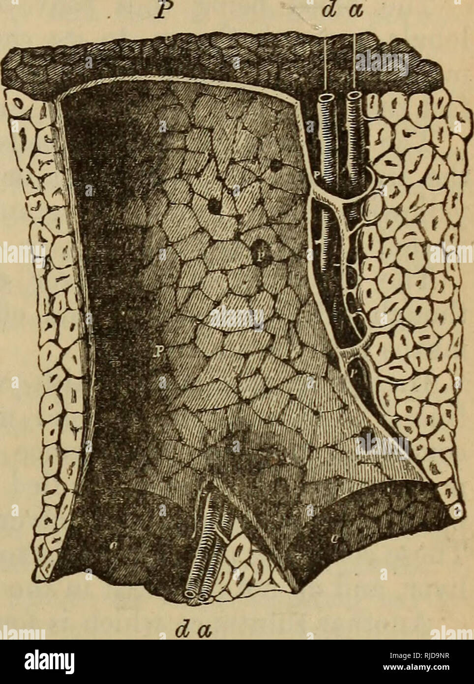 Le Chat Une Introduction A L Etude Des Animaux A Colonne Vertebrale En Particulier Les Mammiferes Chats Anatomie Comparatif Chap Vi Le Systeme Alimentaire Du Chat 187 D Un Le Canal