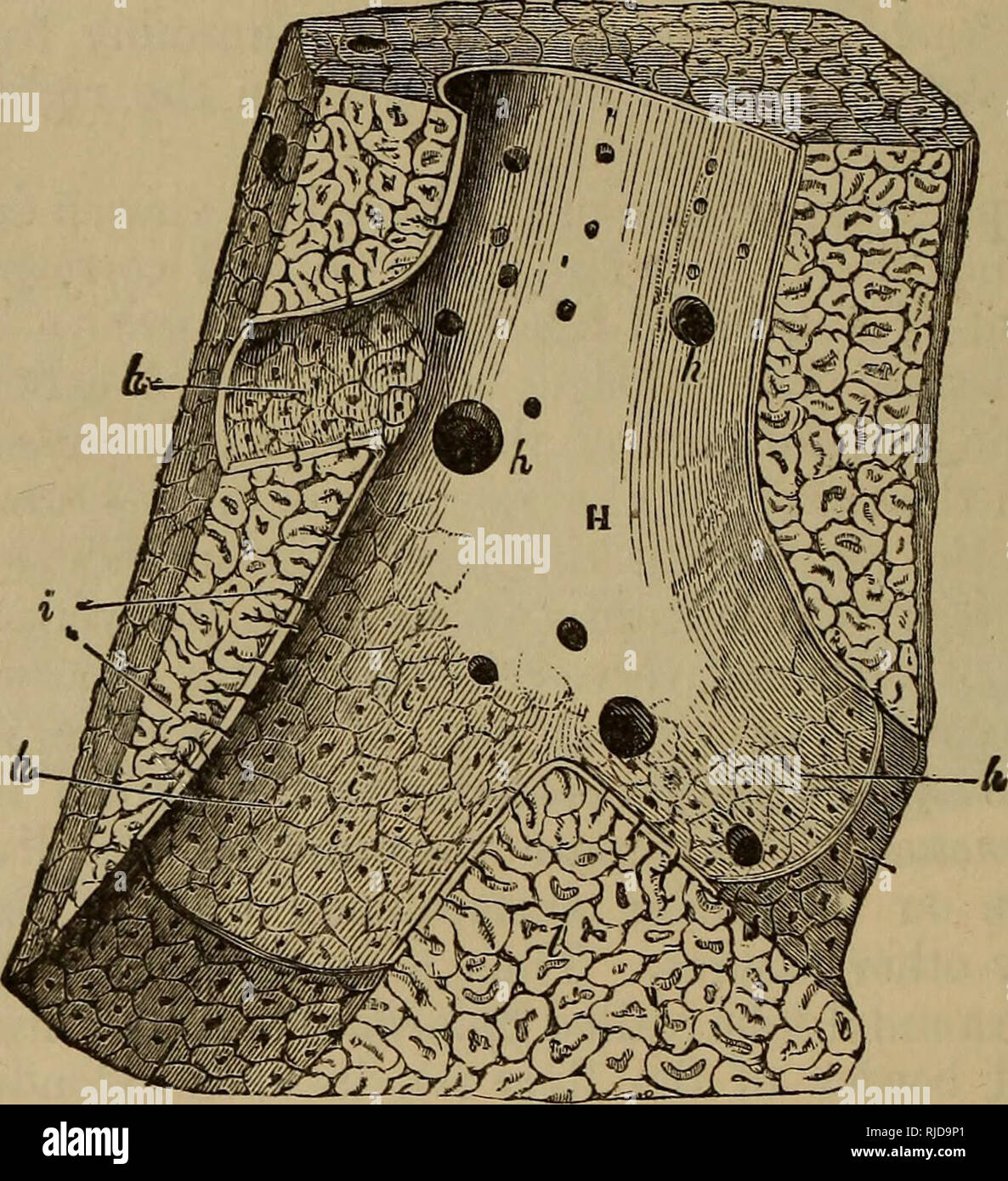 . Le chat : une introduction à l'étude des animaux à colonne vertébrale, en particulier les mammifères. Chats ; anatomie, comparatif. 186 CAT TEE. [CHAP. Vi de la face postérieure du lobe central droit est marqué par une dépression dans laquelle se trouve un sac en forme de poire - complètement investi par le péritoine- appelée la vésicule biliaire, qui a son insu (ou fin) du fond dirigé vers le bas près de (Go), la marge ventrale du foie. L'encoche à laquelle son fundus se trouve, et la dépression dans laquelle se trouve la vessie, est appelée la fibrose fissure (&Lt ; ?/). Le fond de la vésicule biliaire est parfois enterré dans le foie est substan Banque D'Images