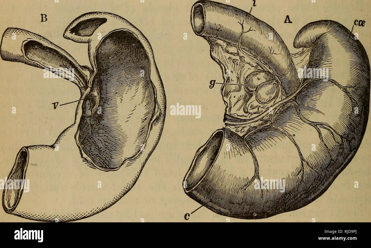 . Le chat : une introduction à l'étude des animaux à colonne vertébrale, en particulier les mammifères. Chats ; anatomie, comparatif. 182 LE CHAT. ("CHAP, VI. du pancréas, et celle de la foie, conversion de plus de ce qui reste de l'amidon en sucre, la dissolution de plus de ce que les aliments azotés n'a pas été dissoute, et déjà faire (par minute) la division et le mélange de fruits oléagineux les choses en une émulsion. Mais un grand bureau de l'intestin grêle est l'absorption des vitamines. C'est déjà commencé à travers les murs des bâtiments de l'estomac, mais les villosités de l'intestin le porter beaucoup plus sur l'effecti Banque D'Images